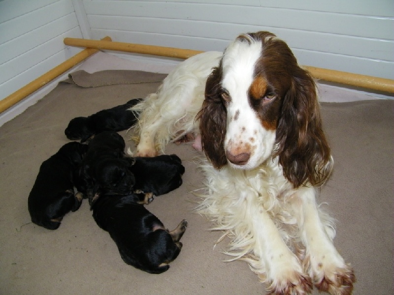 Du Domaine Des Cabotins - Cocker Spaniel Anglais - Portée née le 01/05/2012