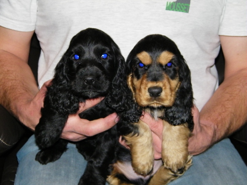 Du Domaine Des Cabotins - Cocker Spaniel Anglais - Portée née le 11/10/2010